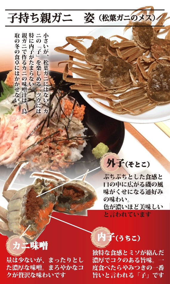 松葉ガニ漁解禁！　夫婦セット　松葉ガニ（中）1枚＆親ガニ3枚　【生／茹で】