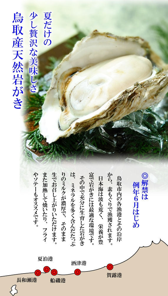 鳥取賀露港　天然岩がき「夏輝」　3~5個セット