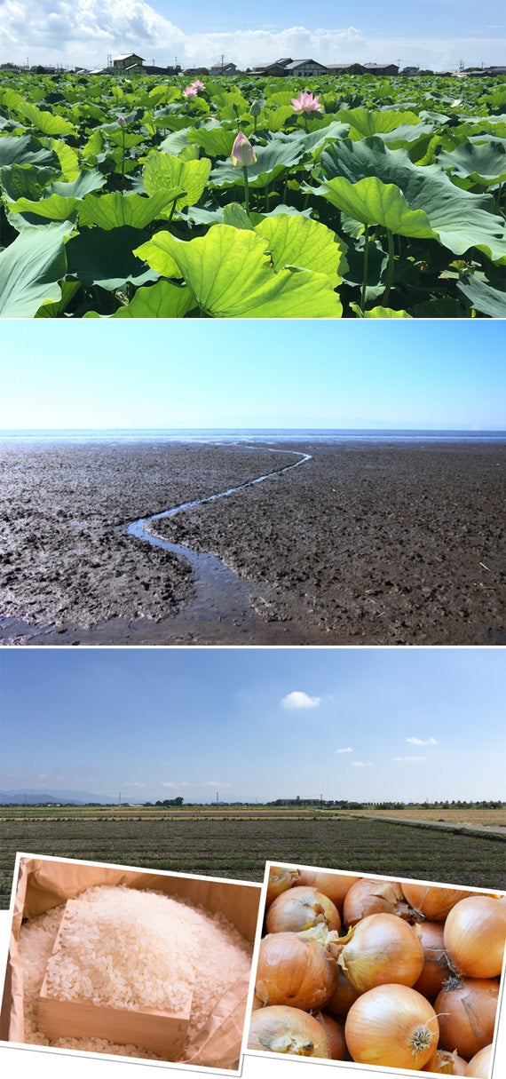 【夏のレンコンはシャキシャキで真っ白！】泥付き★白石れんこん★（佐賀県白石町産）【お中元2025】【米・野菜・惣菜】