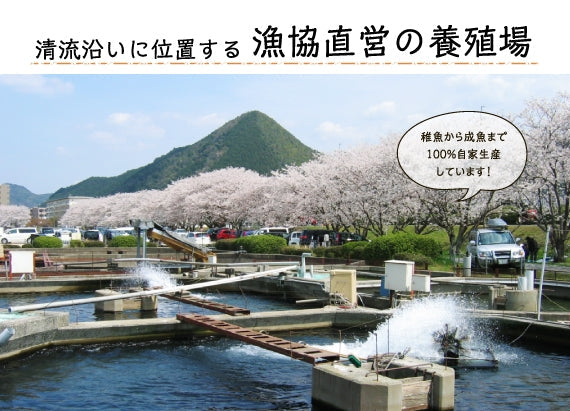 山口県特産【さわやかな柑橘の香り】冷凍柑味鮎10尾入