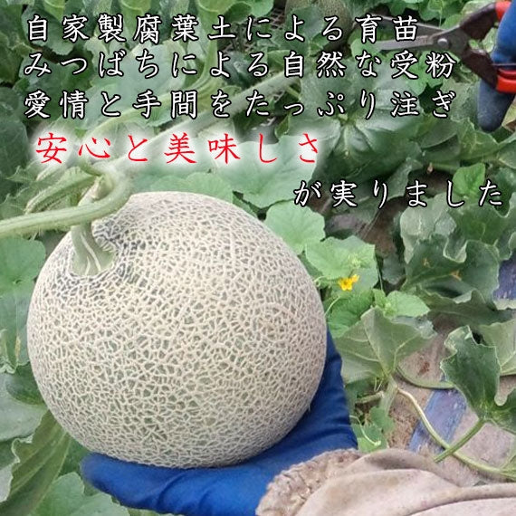 【7月中旬～8月上旬お届け】山形庄内砂丘メロン（青肉）5L×4玉または4L×5玉