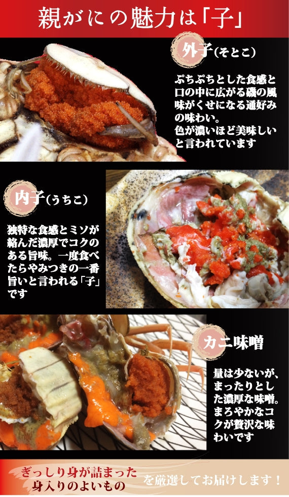 松葉ガニ漁解禁！　親ガニ（セコガニ）10枚セット【生／茹で】