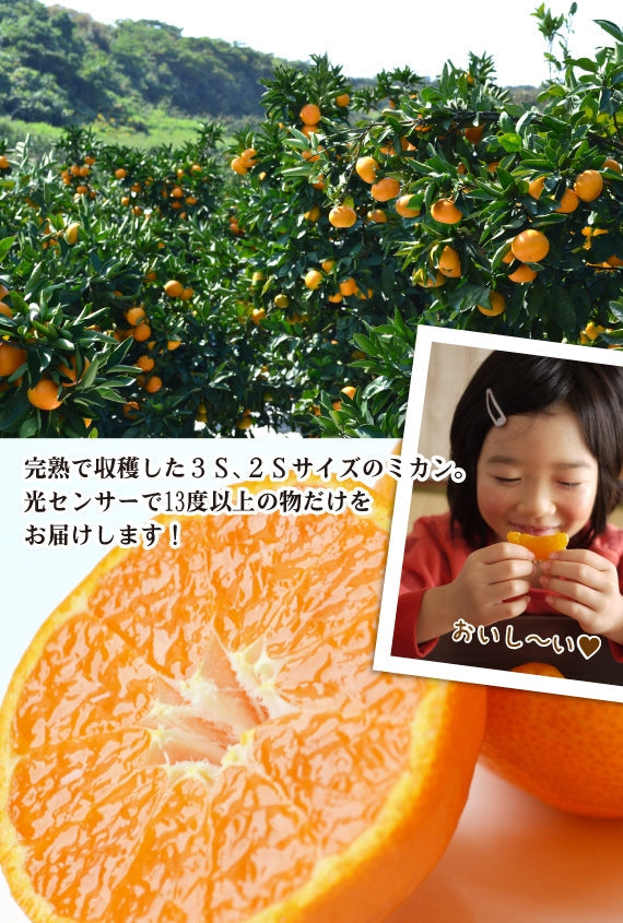 ★思わず「旨っ！！」★＜糖度13度以上＞ひとしずくプレミアム★