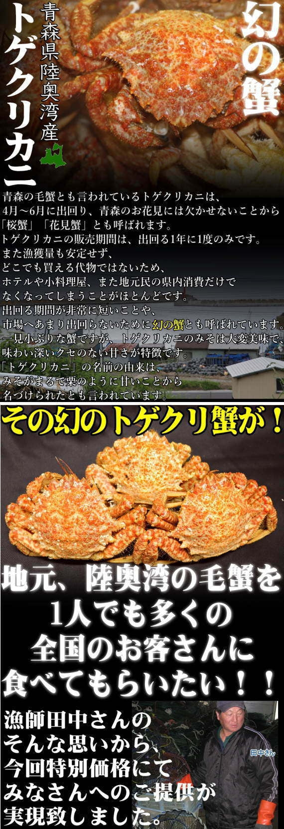 青森の毛蟹 トゲクリ蟹 オス 1キロ 約3杯～6杯 送料無料【トゲクリガニ 毛蟹 トゲクリカニ】