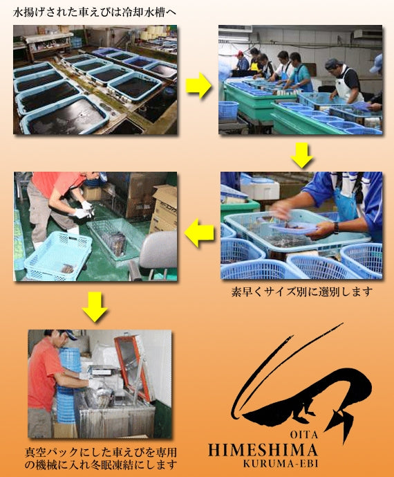 【売り切れました】姫島産活〆車えび600g(約15〜39尾)｜10%OFF＆送料無料｜お刺身OK・プリプリ＆ジューシーな料亭品質｜急速冷凍×真空パックで旨み閉じ込め高鮮度キープ｜ストレスフリー養殖×職人選別｜ビタミンE・ミネラル豊富高たんぱく｜父の日・敬老の日・お中元・お歳暮・長寿祝ギフトに最適｜お家で料亭の味・冷凍庫常備で簡単調理｜お取り寄せ海鮮通販