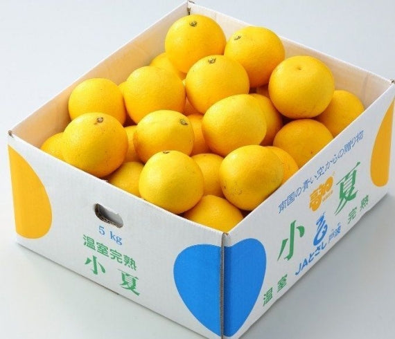 みかん　高知産「小夏・ニューサマーオレンジ」 　L～2L（5㎏）まっこと旨い！ 南国の太陽を浴びて育った甘くて新鮮な柑橘