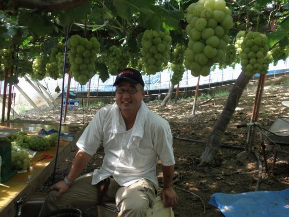 岡山県産 瀬戸ジャイアンツ 3～5房 (約2kg）【赤秀】 | 47CLUB