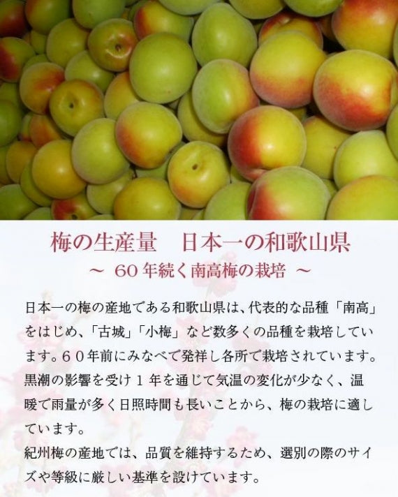 紀州 南高梅 和歌山県産  秀品【 4Lサイズ 】約10kg  発送は６月上旬からの予定