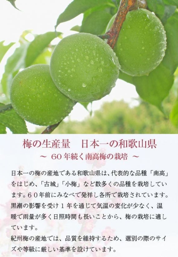 紀州 青梅（古城） 和歌山県産  秀品【 Mサイズ 】約10kgJA紀南の逸品！「青いダイヤ」とも呼ばれる美しい緑です。発送は５月下旬から