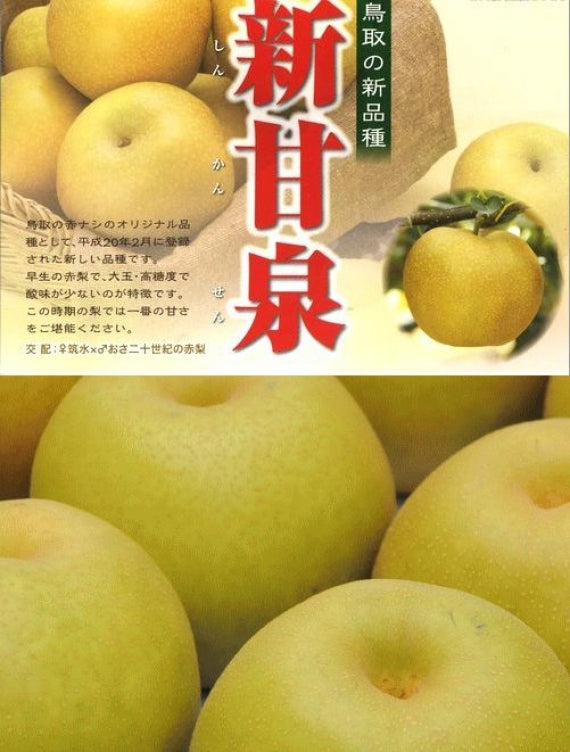新甘泉（しんかんせん）「JA鳥取オリジナル品種」【赤秀】約2kg（5～7個入り）鳥取の二十世紀梨が生んだ赤梨の新生。