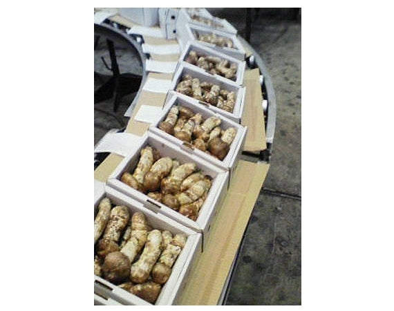 ★「国産まつたけ」【岡山・長野・岩手県産】B品（つぼみ・中つぼ）500ｇマツタケ松茸　（B品・キズ・その他いたみがあります。）