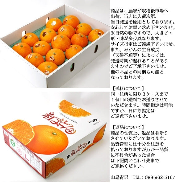 【販売終了】「愛媛県産」ぷるるんとトロけるゼリーの食感！！紅まどんな[光センサー選果/化粧箱入り]　Ｌサイズ 15玉入り