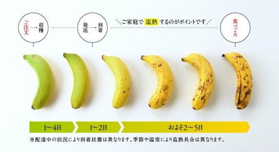 皮まで食べれる！無農薬栽培の国産バナナ（レギュラーサイズ6本