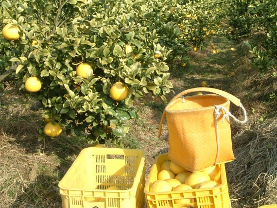 【食べ応え有りのでっかい土佐文旦】：4㎏4Lサイズ6個入り（送料込み一部地域を除く）