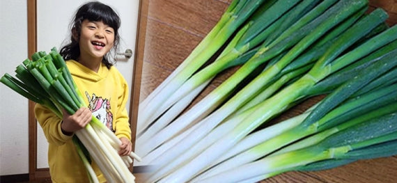【送料込み】鳥取・田中農場の白ねぎ2kg 甘くてジューシー 歯触り柔らかな特別栽培白ねぎ
