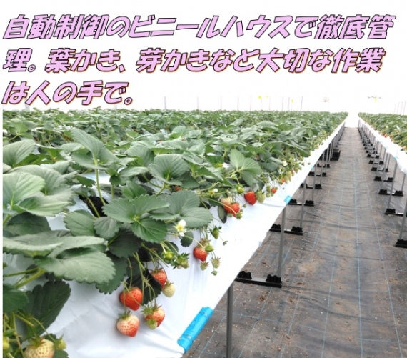 【送料込・日付指定不可】新潟のブランド苺「越後姫」　Lサイズ15粒　　イチゴ　苺　新潟ブランド　プレゼント　贈答　贈り物　母の日　入学祝　もらって嬉しい　送料込　　