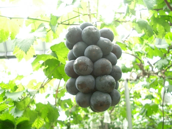 岡山産葡萄食べ比べ　各1房