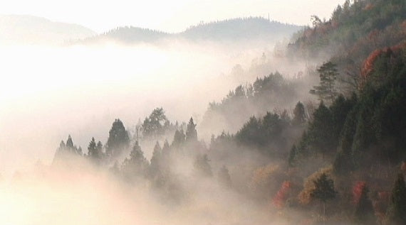 旨みぎゅっとレモンペースト入り　にごり皮ごとレモンサワーベース（500ml×12本）