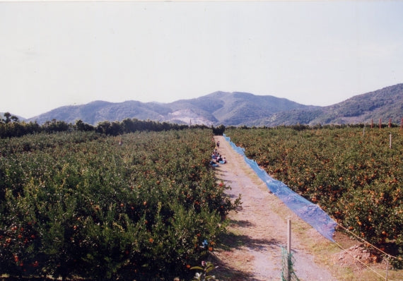 【3キロ箱入り】龍馬感激みかん（お手頃3キロ箱レギュラー）【送料無料一部地域を除く】【フルーツ】