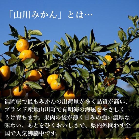 【予約販売】山川みかん マイルド130【フルーツ】