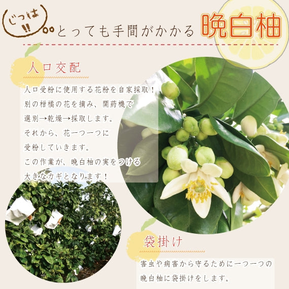 【送料無料】熊本特産品 八代地区氷川町産"晩白柚"(ハウス物) Lサイズ2玉