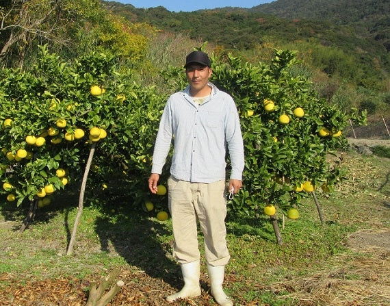 数量限定【送料込み】　宿毛産　吉村さんの土佐文旦　Lサイズ（5ｋｇ）