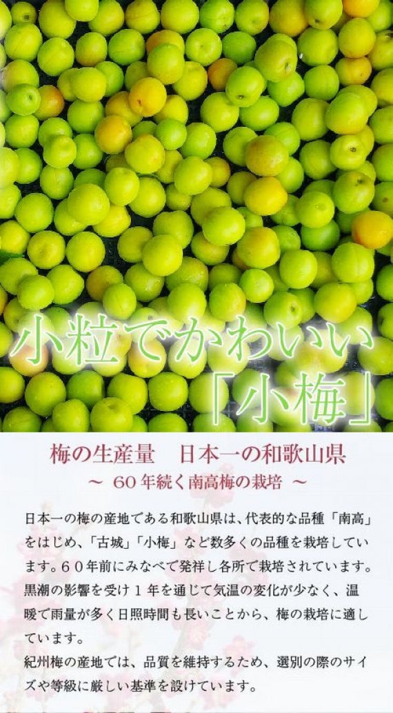 紀州 小梅（白王） 和歌山県産 秀品【 Lサイズ 】約4kg発送は５月中旬から