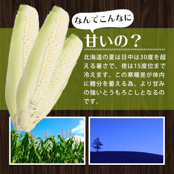 予約受付中！とうもろこし　ピュアホワイト