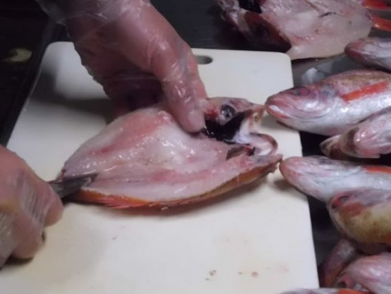 日本海の国産高級魚のどぐろ！食塩のみでのどぐろの旨みを引き出した一夜干し【送料込み】（北海道・沖縄は８８０円（消費税込み）加算となります。）
