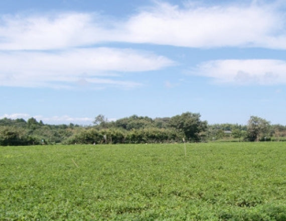 房総千葉県産八街産 レトルトゆで落花生ギフト（200g）×5袋【お歳暮2024】【スイーツ・洋菓子・和菓子】