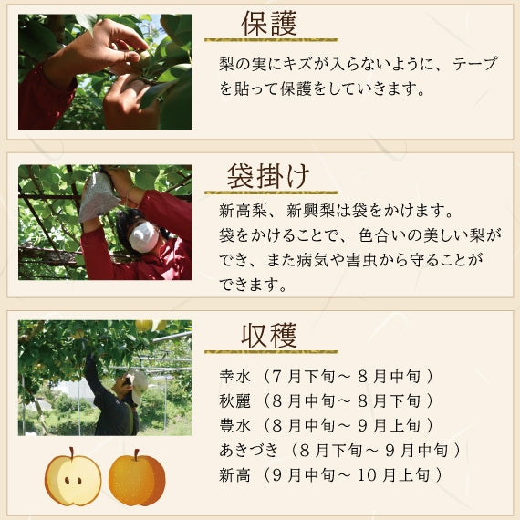 【今が旬！】上品な甘みでジューシー♪熊本県産　吉野梨4㎏