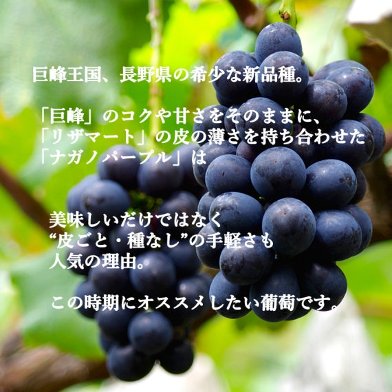 長野産葡萄　ナガノパープル