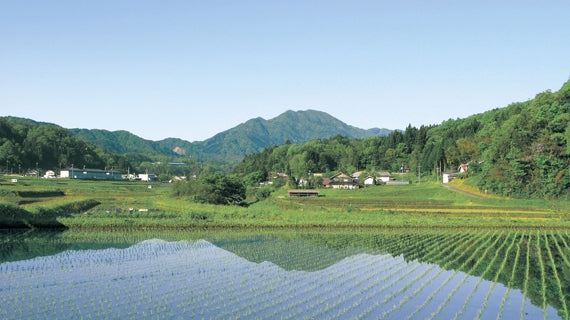 【令和７年産】「出雲國　仁多米」5kg×3袋　自然の恵みと徹底した品質管理【送料込】