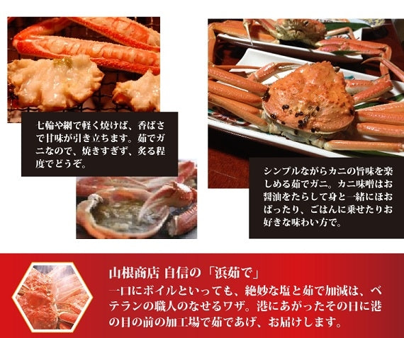 ★訳あり★　お得な松葉ガニ超特大サイズ（1.1㎏-1.3㎏）【生／茹で】