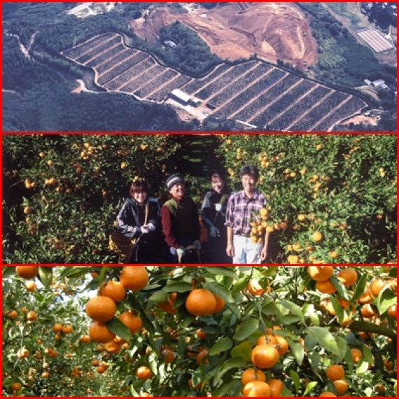 【わけありお徳用】【龍馬感激こつぶちゃん】（5kg箱）小さな体にギュッと美味しさが詰まってます！送料無料(一部地域を除く）【家庭用選別】【フルーツ】