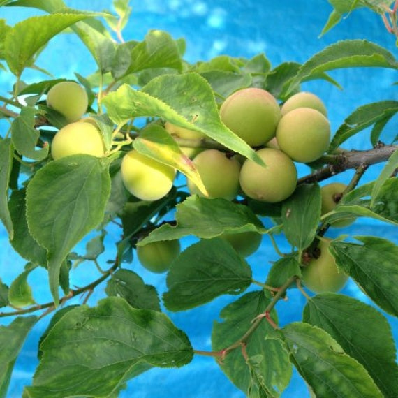 上州産　かりかり小梅　100ｇ