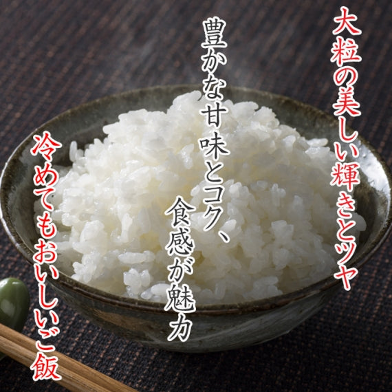 【送料込】新米 米 5kg 令和7年産 新之助 新潟県産 お米 ブランド米 精米 白米 ギフト