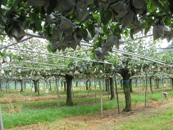 期間限定【送料込み】高知産 森沢梨園 りんか梨2kg（5玉～6玉