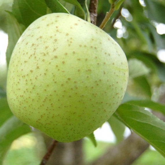 【送料無料】 旬の青りんご 【フルーツ】【グルメ】