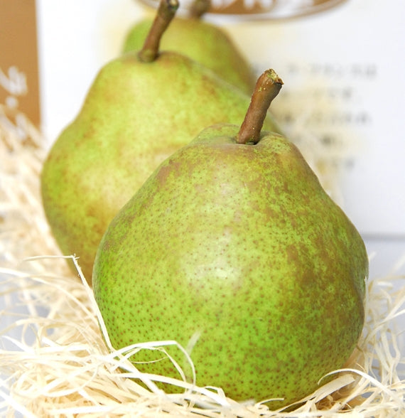 有袋栽培 完熟ラ・フランス　2kg（6~8玉）化粧箱詰め★発送は11月上旬から★