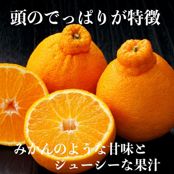 【予約販売】熊本産他　デコポン(不知火)