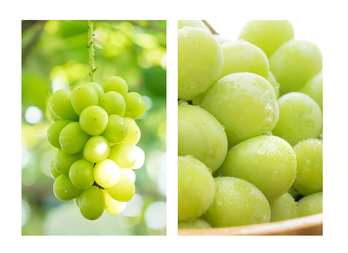 旬の味をお届け【限定１０箱】信州産シャインマスカットアイス６個入れ【送料込み・沖縄のみ別途】  ～ 贅沢な味わいをお届けします ～