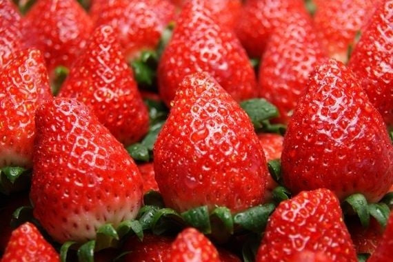 人気NO.1 岡山県産 【真っ赤な大粒いちごビックリバスケット入り】約900g★凝縮されたジューシーな美味しさが最高です！発送は１１月下旬から