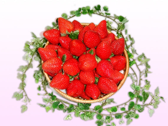 岡山県産　真っ赤な大粒いちごのビックリバスケット【大】（約1.2㎏）★凝縮されたジューシーな美味しさが最高です！発送は１１月下旬から　