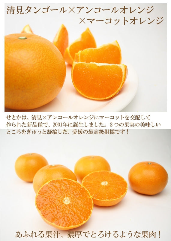 【販売終了】とろける食感！！　「せとか」（化粧箱入り）約３ｋｇ　４Ｌ～２Ｌサイズ　８玉～１２玉