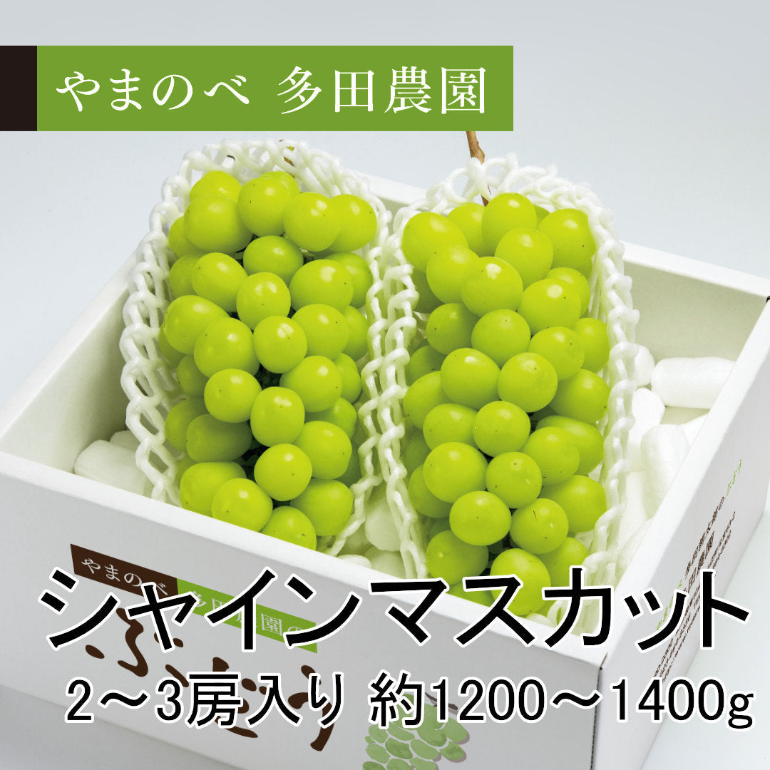 シャインマスカット（2～3房入り）約1,200～1,400ｇ　先行予約受付中