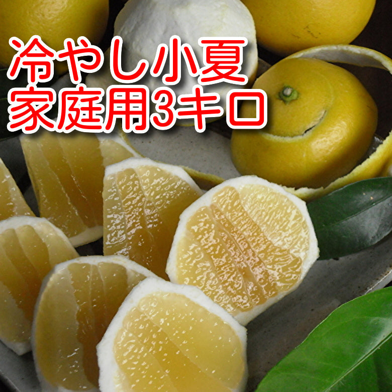 当園の冷やし小夏（3キロ：14～29個入り）【多少キズ有りのお徳用】《送料無料一部地域を除く》