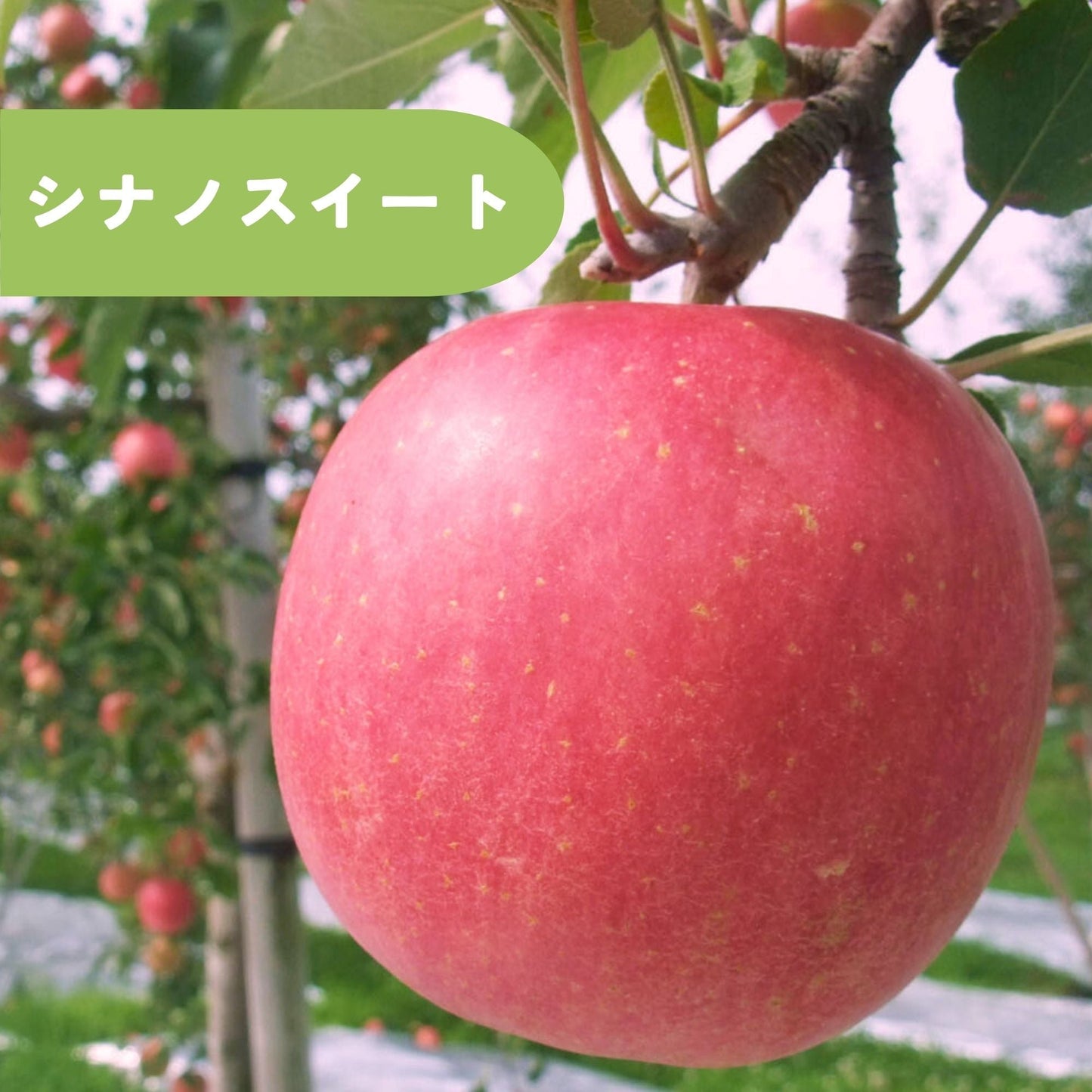 シナノスイート【送料込】【訳あり】【りんご】【青森県産】【タムラファーム2025】【葉っぱとらじろう】【期間限定】