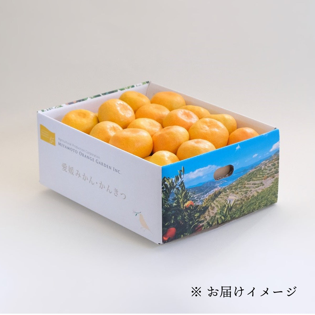 愛媛産 極早生みかん