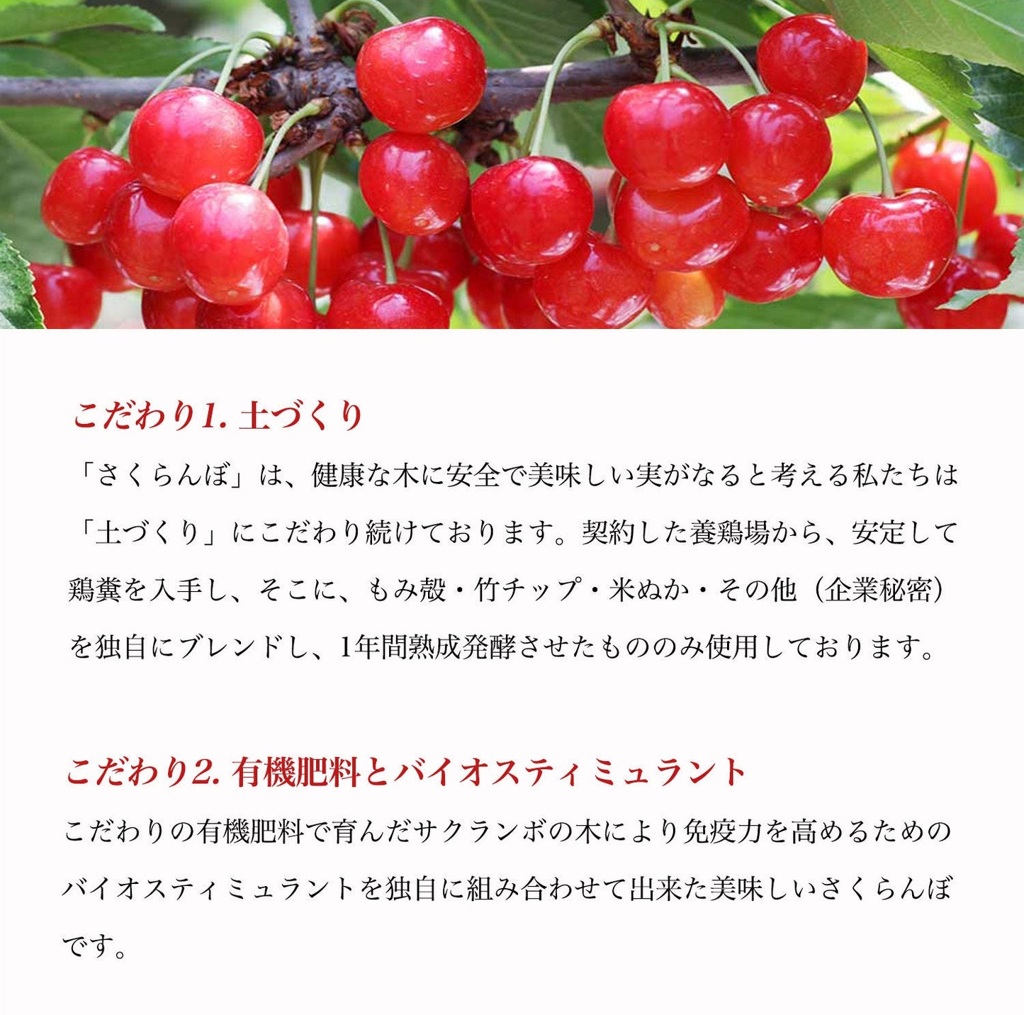 【販売終了致しました次年度販売をお待ちください】【数量限定】【期間限定】熟成サクランボ・山形県産